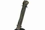 Raptor Partial Metatarsal w/ Metal Stand - Montana #227755-2